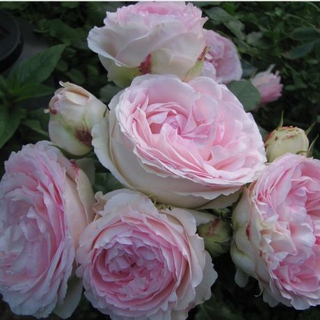 Розалинд (Rosalind)