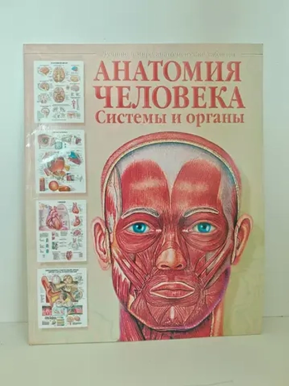 Анатомия человека. Системы и органы
