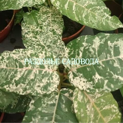 Фикус Коттон колор