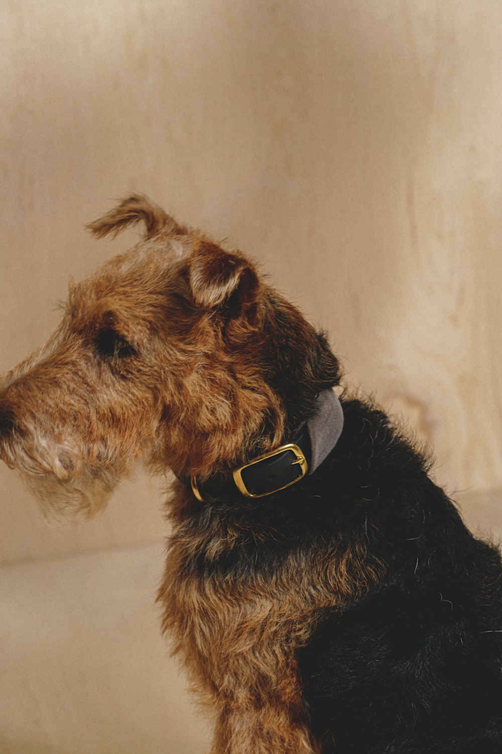 Ошейник "Пони-маскарпони"