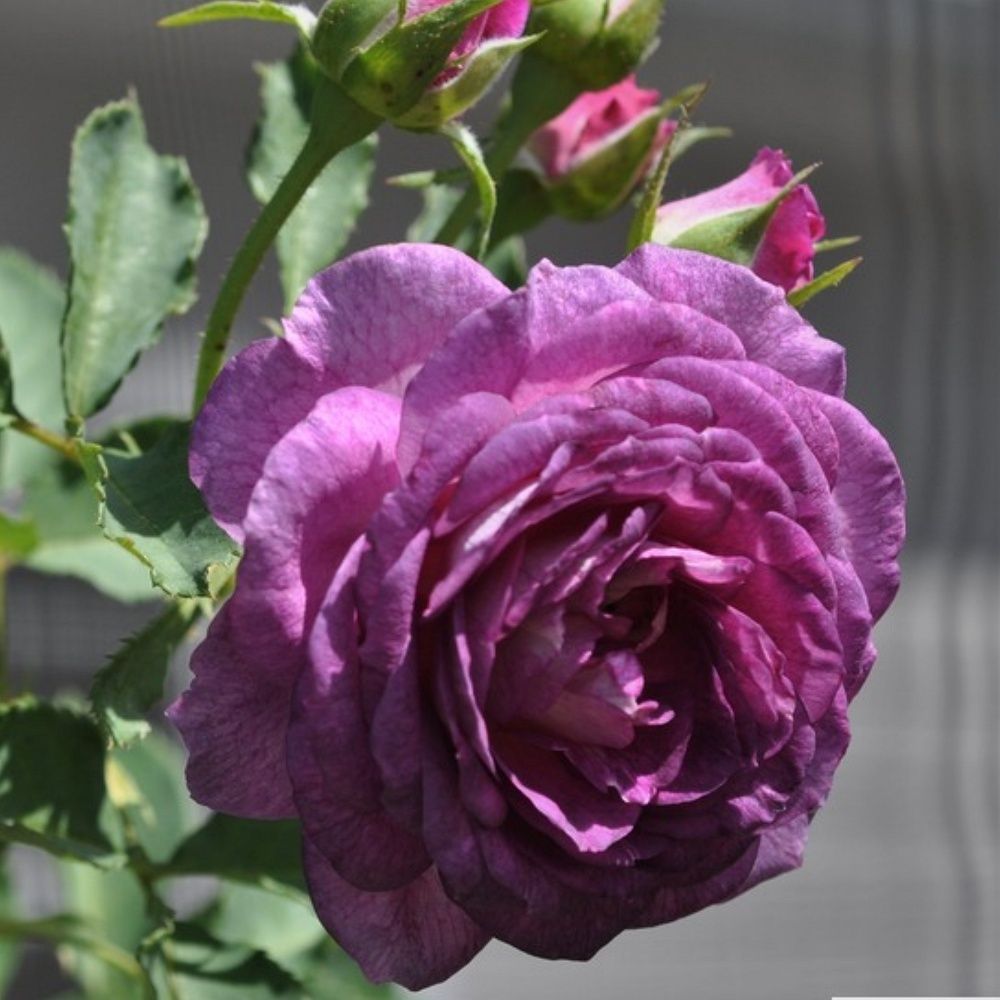 Лавендер Краш (Lavender Crush)