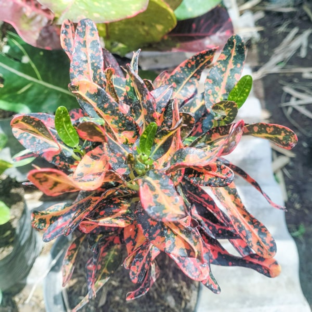 Кротон CABE