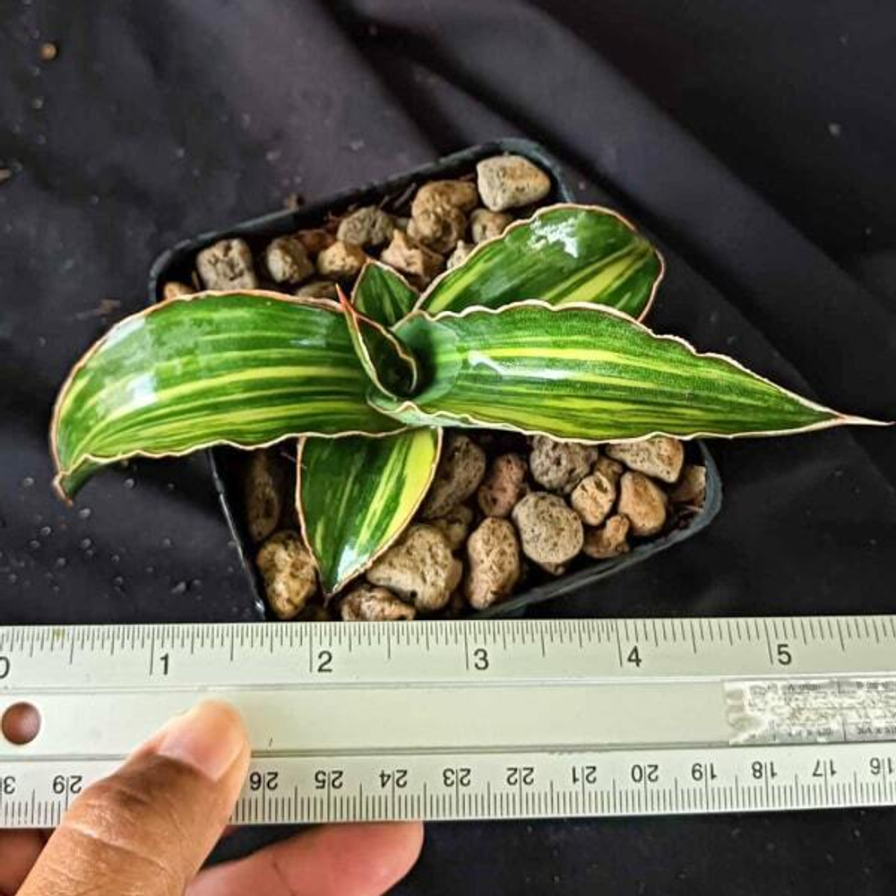 Сансевиерия SAMURAI BLUE VAR