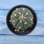 Astrophytum Asterias (Астрофитум)