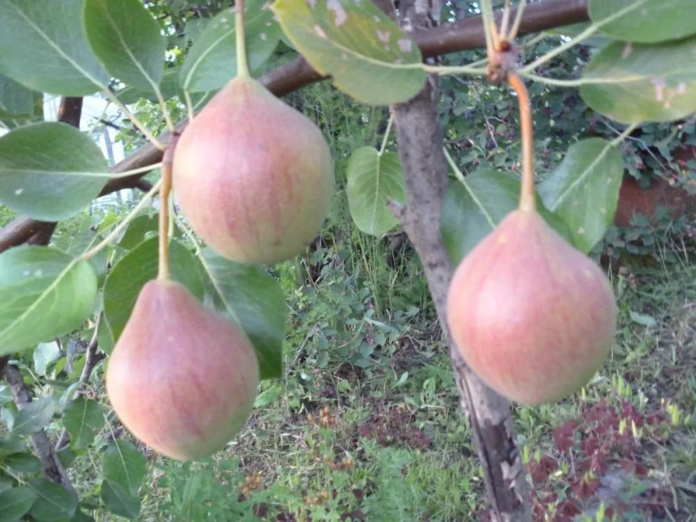 Груша Мелодия