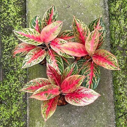 Аглаонема MONGKOL SIAM