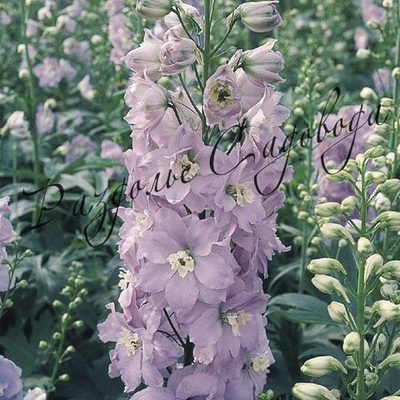 Дельфиниум высокий Бенарис Пацифик Джиневер (горшок 1л)