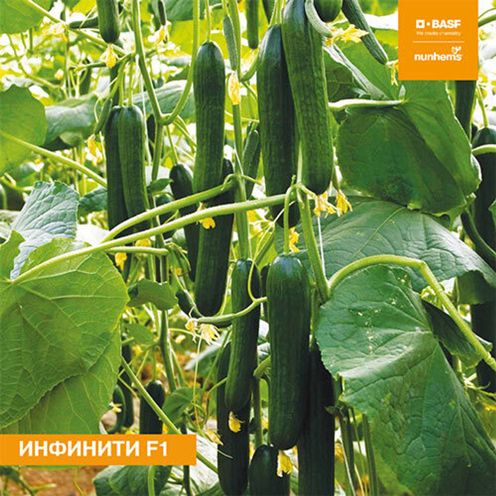 огурец Инфинити F1
