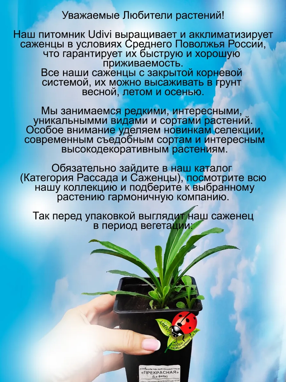 Колокольчик Ла Белле Блю персиколистный многолетний