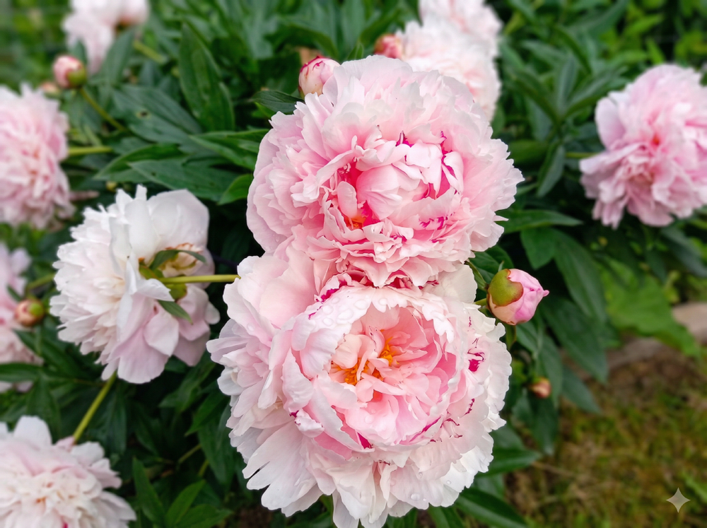 Пион травянистый «Сара Бернар» (Sarah Bernhardt)