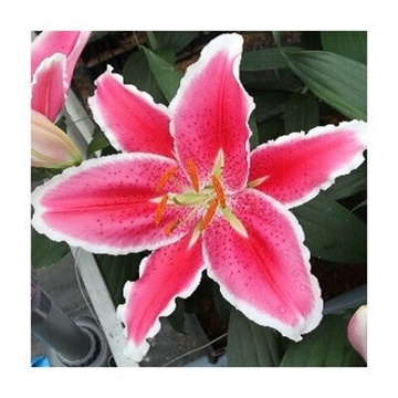 Лилия Лампун