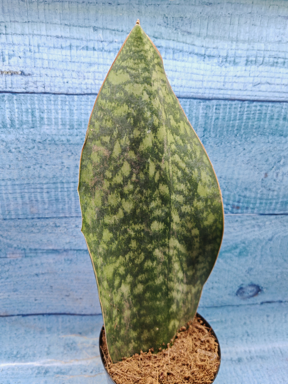 Sansevieria Masoniana Whale Fin (Сансевиерия)