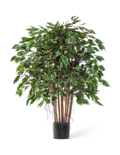 Фикус Бенджамина карликовый многоствольный 100 см 2/2 10.32704N