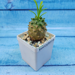 Euphorbia Gabizan (Эуфорбия)
