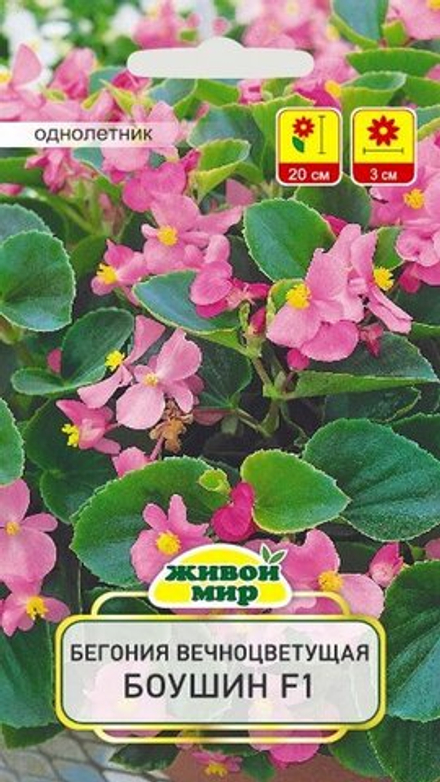 Бeгoния вечноцветущая "ЖМ. Бoyшин F1" 10шт, Чехия.