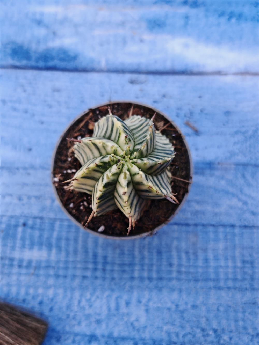 Euphorbia meloformis f. Variegated (Эуфорбия вариегатная)