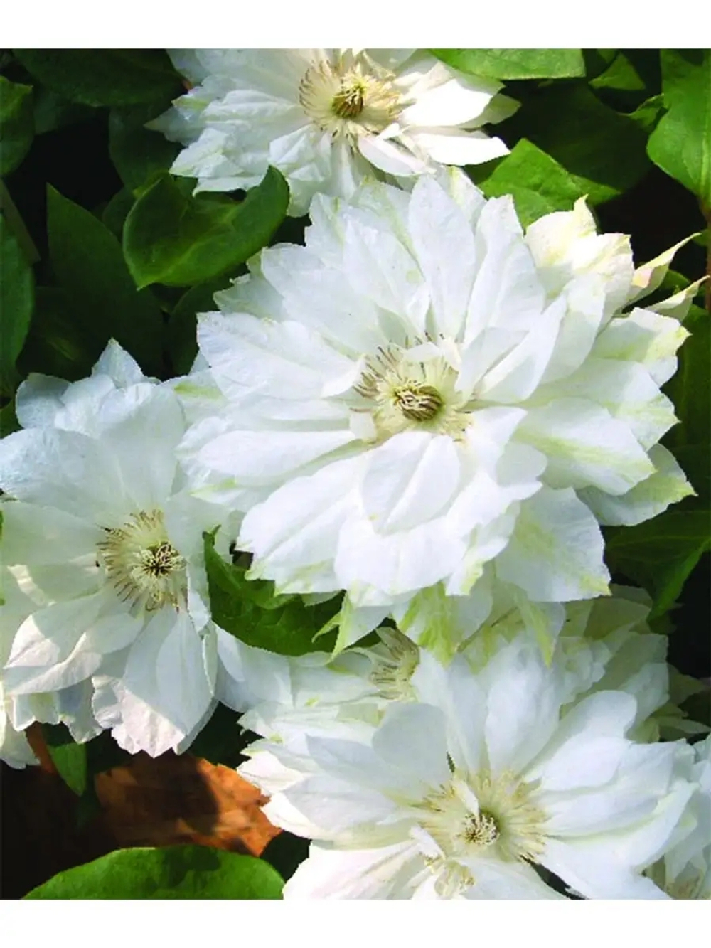 Клематис Dutches of Edinburg (Дачес оф Эдинбург) Стандарт поставки Р9