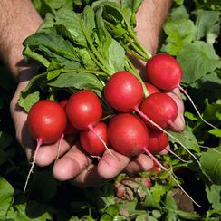 РЕГГЕ семена редиса (Bejo | Alexagro)