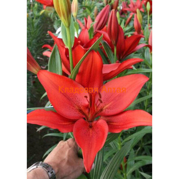 Лилия Кайенн