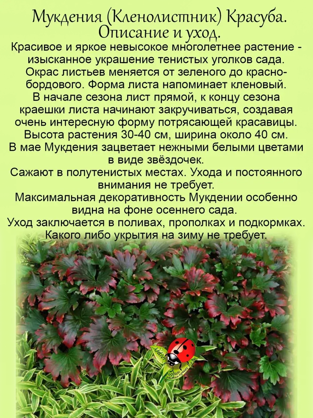 Мукдения Росса Красула кленолистник