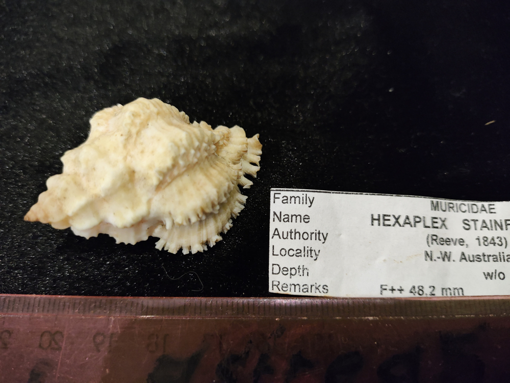 Гексаплекс Стейнфорда