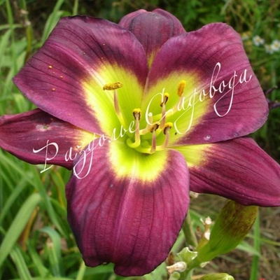 Лилейник гибридный Найт Бекон (горшок 3л)