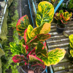 Кротон SRI THINNAGON