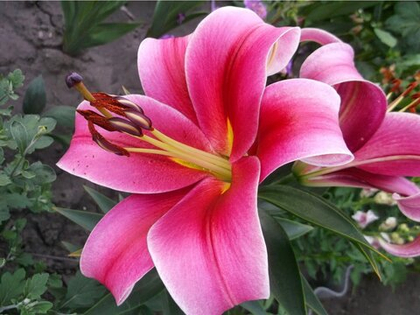 Лилии  Авентино ОТ-гибрид / Lilium OT-hybrid Aventino