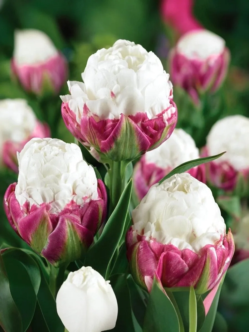 Тюльпан Пионовидный Айс Крим