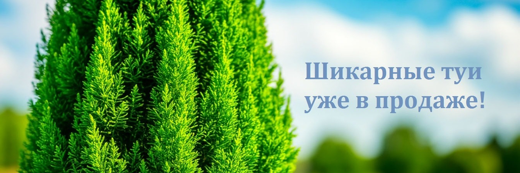 Шикарные туи!