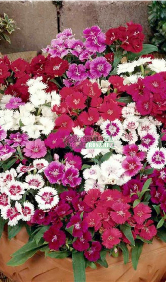 ГВОЗДИКА КИТАЙСКАЯ X БОРОДАТАЯ IDEAL SELECT MIX | Alexagro – фото 2