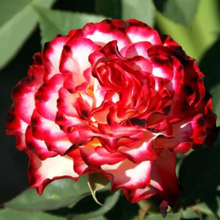 Роза чайно-гибридная Испанский танец