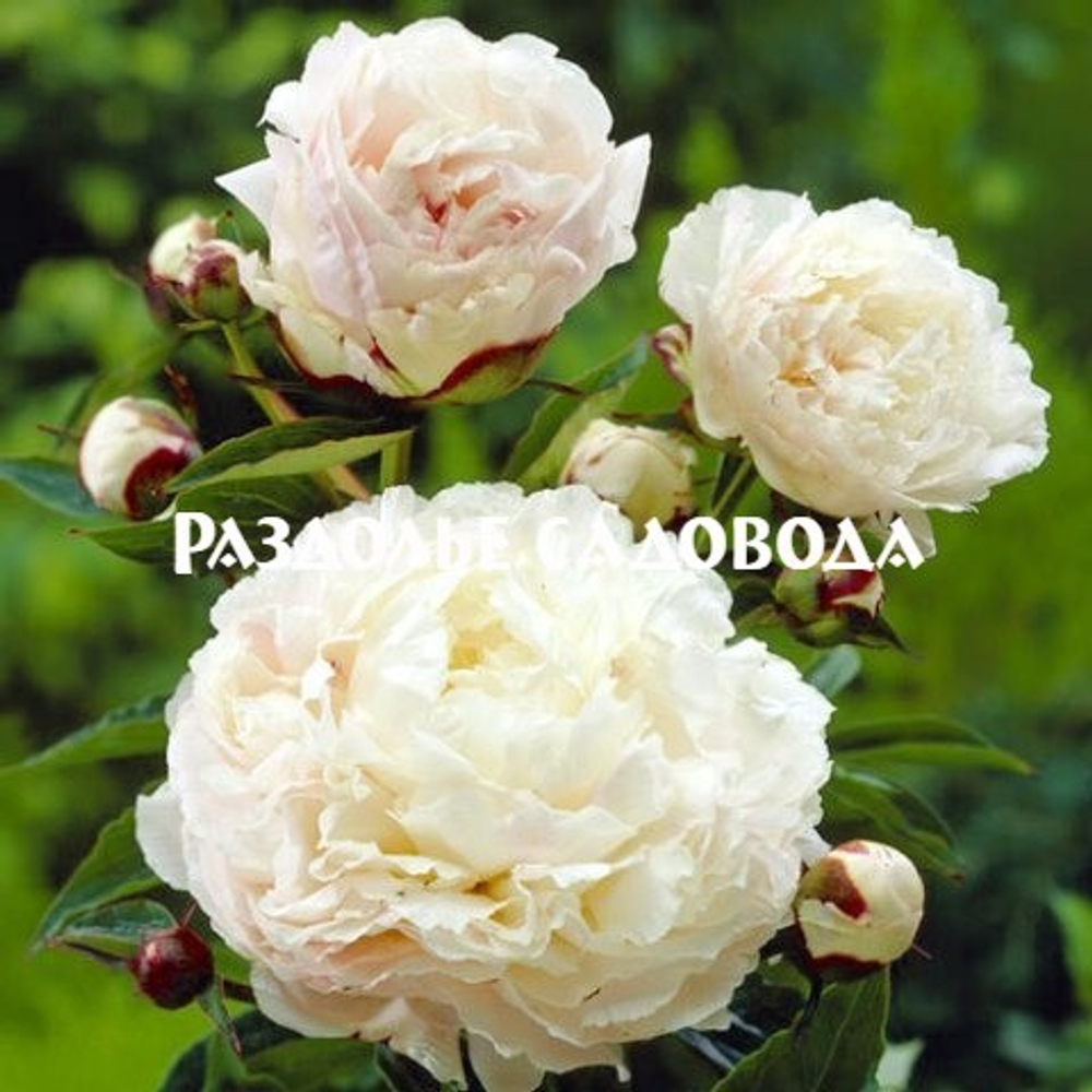 Пион травянистый Ширли Темпл (горшок 5л)