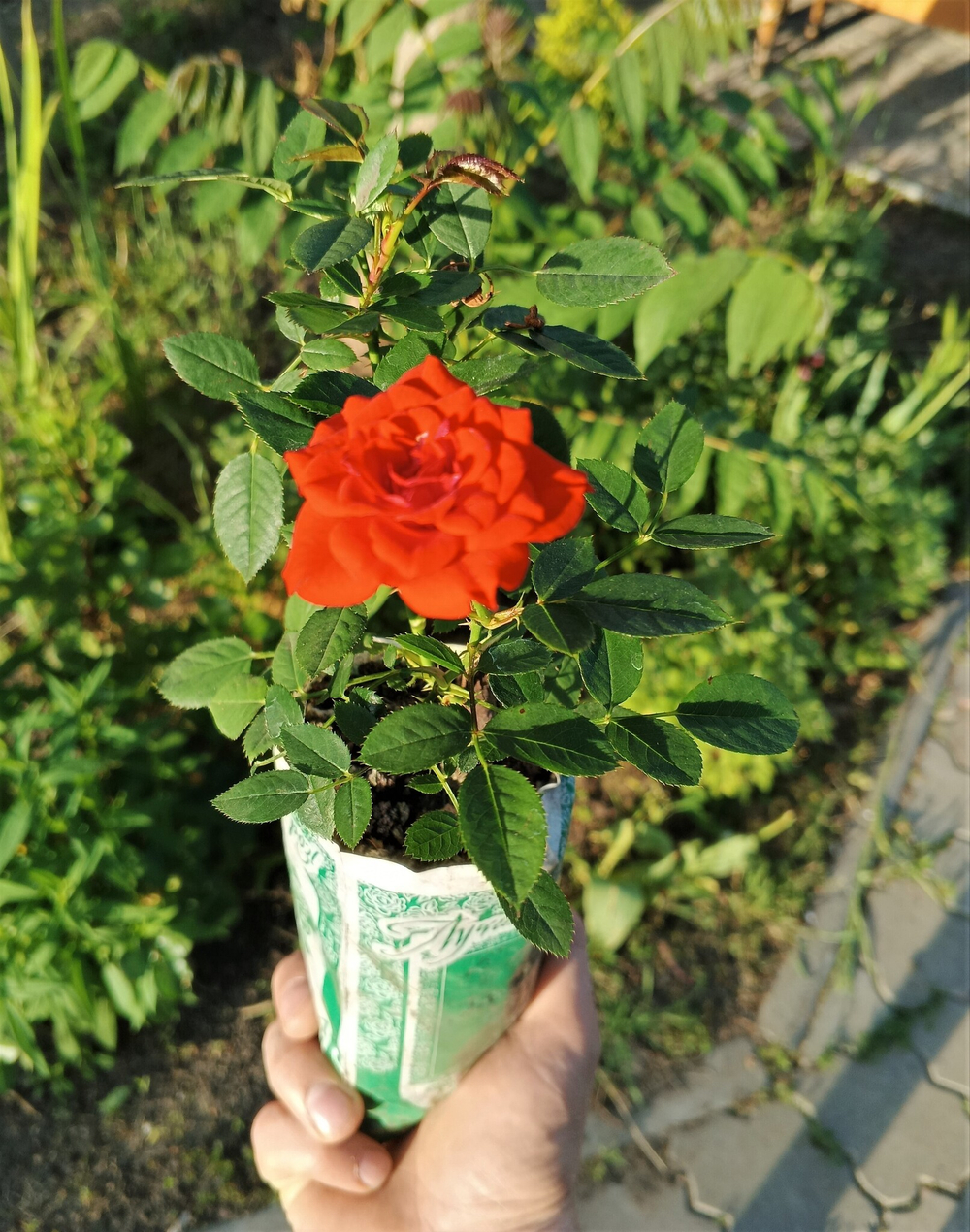 Роза Оранж Бэбифлор миниатюрная