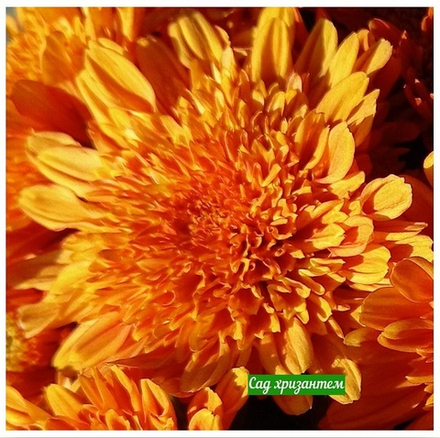 Хризантема мультифлора Touchka Rouge м.63 /поставка весна 2026г/