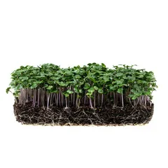 Красная капуста на корне (лоток) / 40 гр