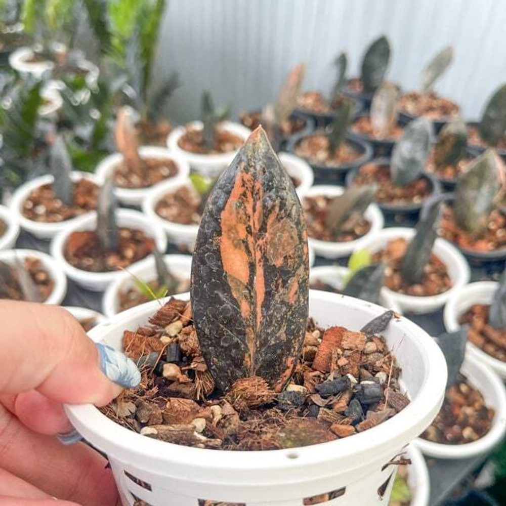 Замиокулькас BLACK PINK VAR (P53)