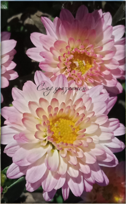 Хризантема мультифлора Braga pink ☘ м.91   (отгрузка Май)