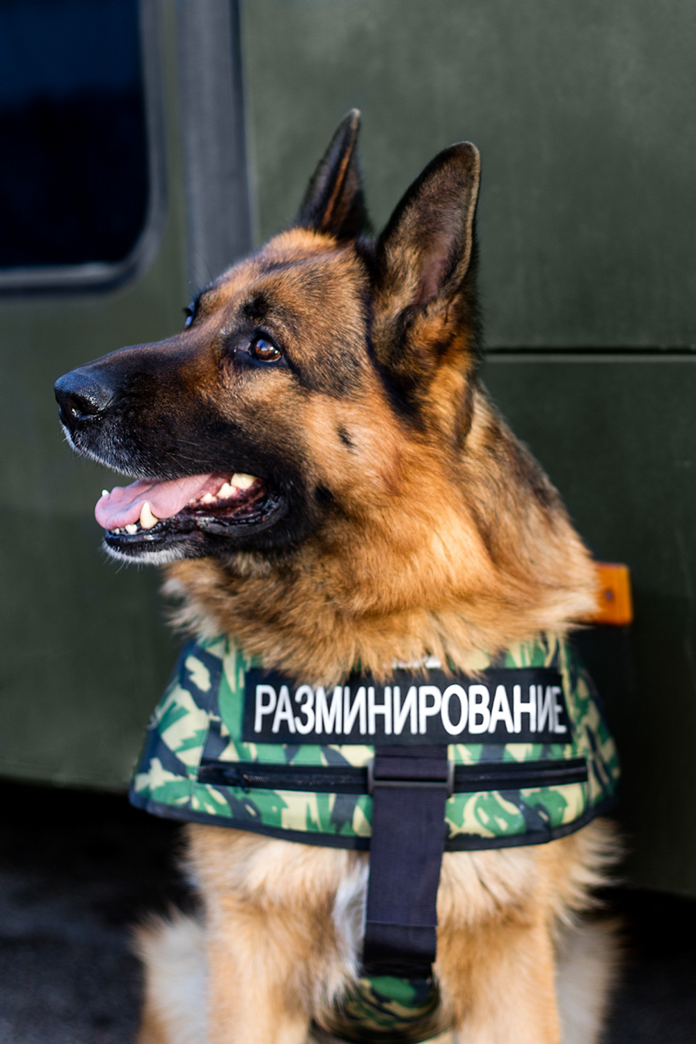 Жилет защитный кинологический «НОРД-2»