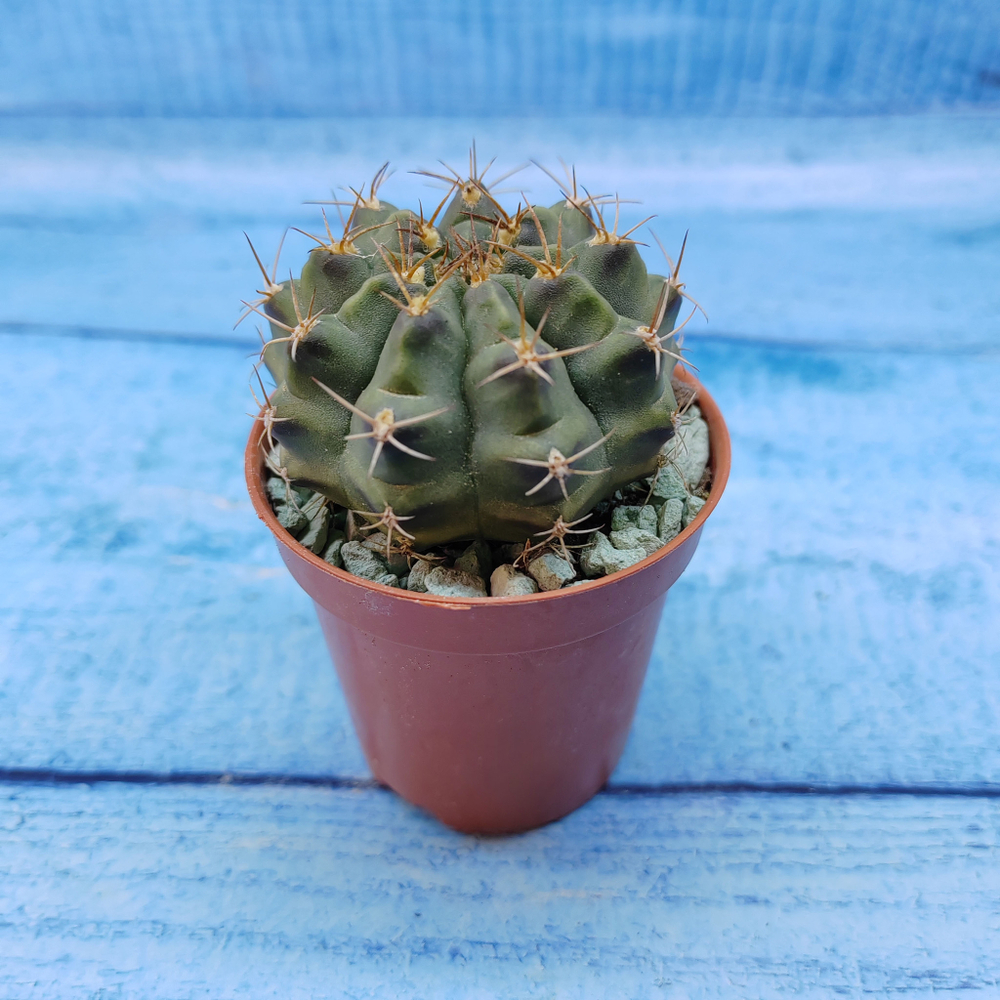 Gymnocalycium Friedrichii (Гимнокалициум)