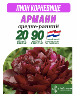 Пион Корневище, Армани,  1шт