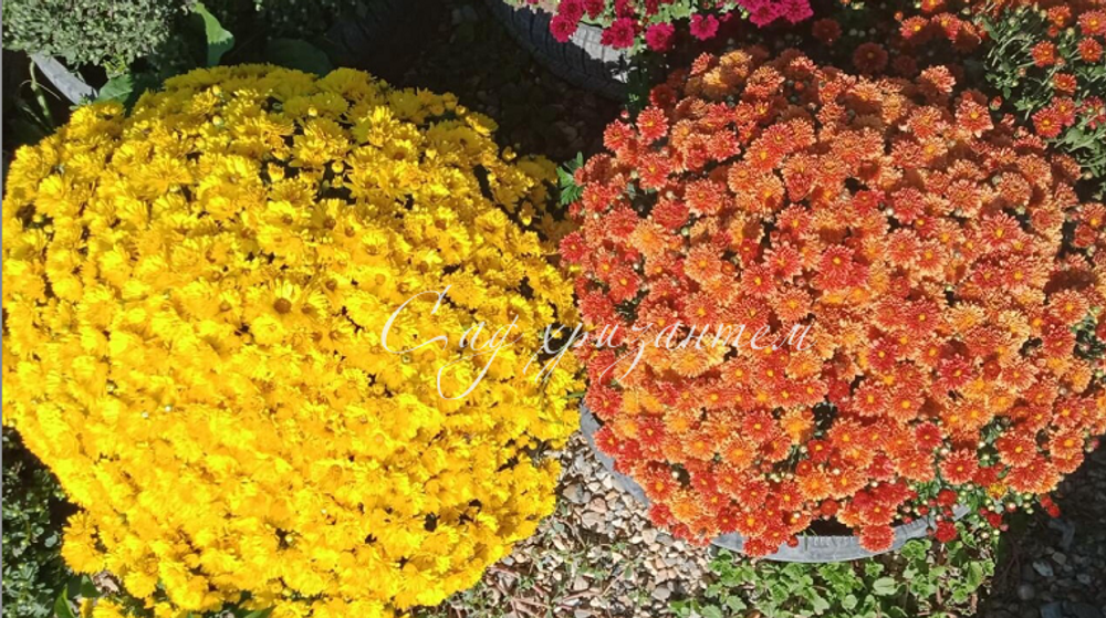 хризантема мультифлора +в открытом грунте