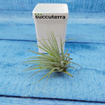 Tillandsia Ionantha Silver (Тилландсия)