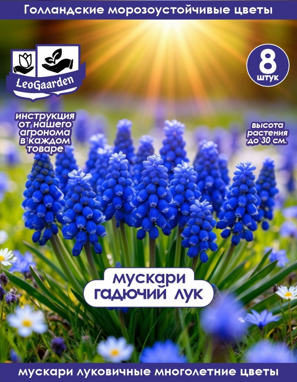 Мускари (Гадючий лук), 8 шт