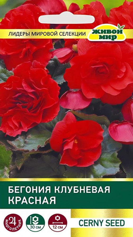 Бeгoния клубневая &quot;ЖМ. Красная&quot; 10шт, Чехия.