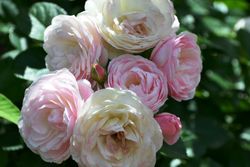 Букет Парфе (Bouquet Parfait)