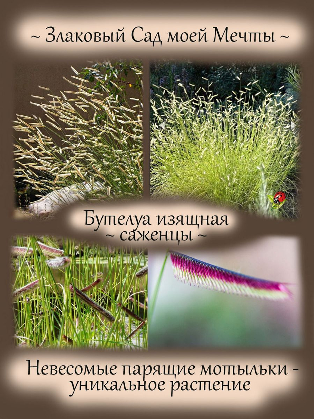 Злак Бутелуа изящная пархающие мотыльки