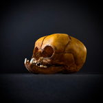 Маленький монстр