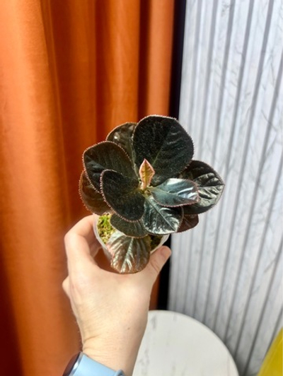 Лабизия Калимантан, D8см Н18см, 1шт, Тайвань (5267)