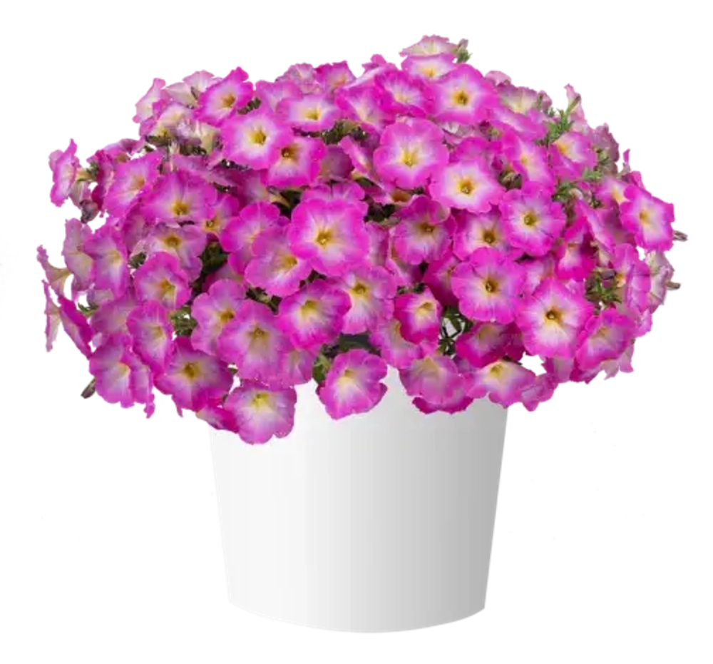Петуния Cascadias Fantasy Hot Pink Imp